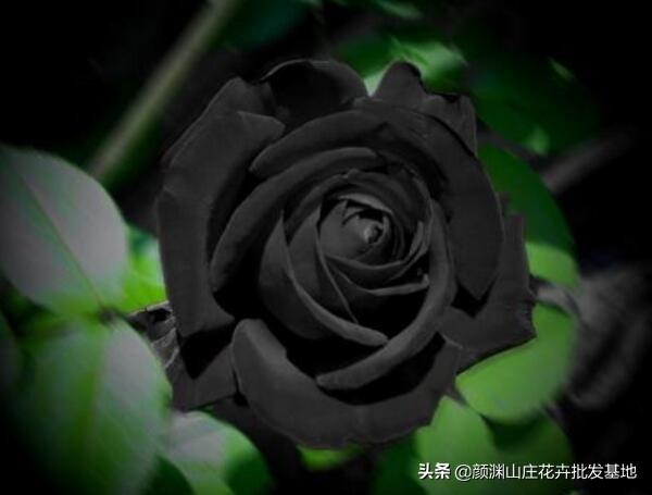 黑色玫瑰代表的寓意是什么（黑玫瑰花语及象征意义）