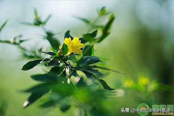 迎春花是几月开（有关迎春花的开花时间）