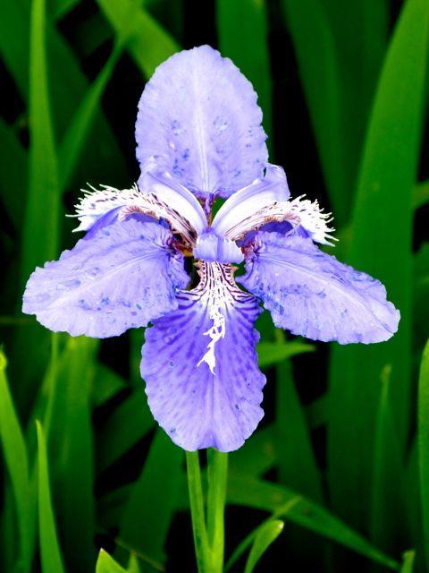 蓝鸢尾花的花语是什么（鸢尾花的寓意和象征）