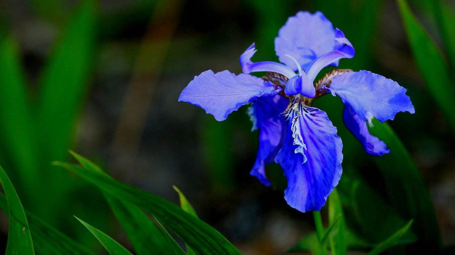 蓝鸢尾花的花语是什么（鸢尾花的寓意和象征）