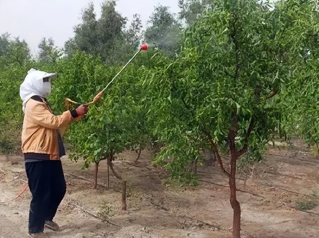 枣树怎么种植（教你正确种植枣树的步骤）