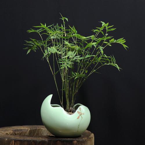 室内盆栽竹子怎么养（室内竹子养殖方法和注意事项）