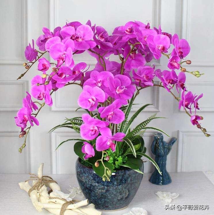 名贵花卉有哪些品种（十大名贵植物介绍）