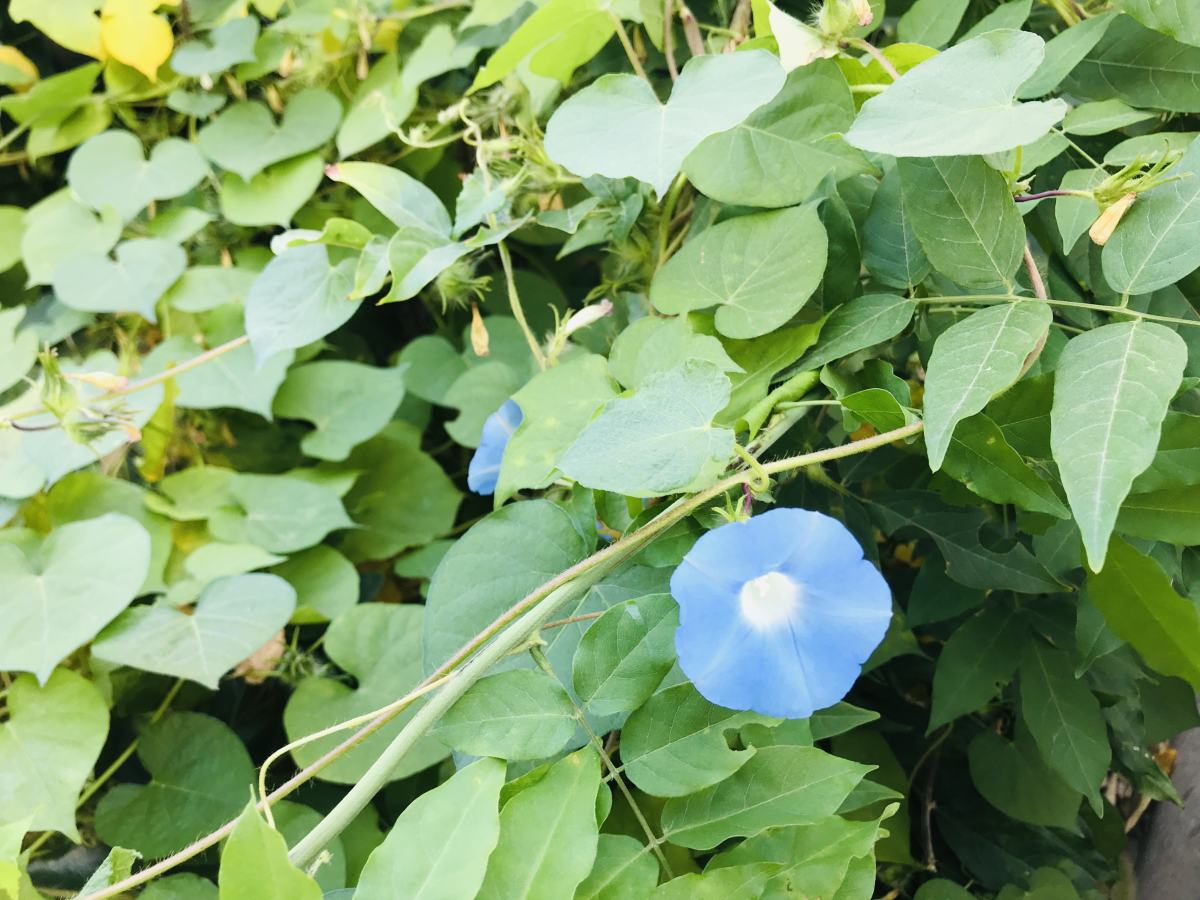 蓝色花有哪些花种（盘点五种常见的蓝色花卉）