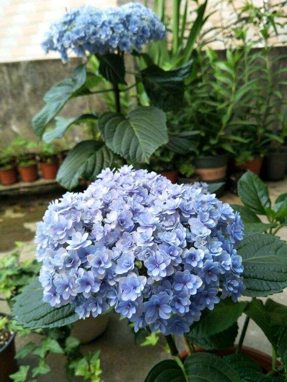 蓝色花有哪些花种（盘点五种常见的蓝色花卉）