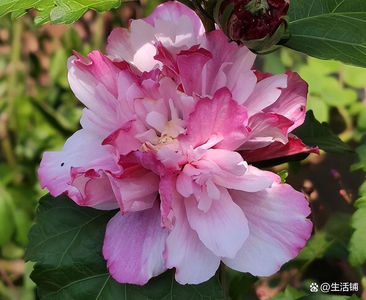 木槿花怎么养护（木槿花养殖和注意事项）