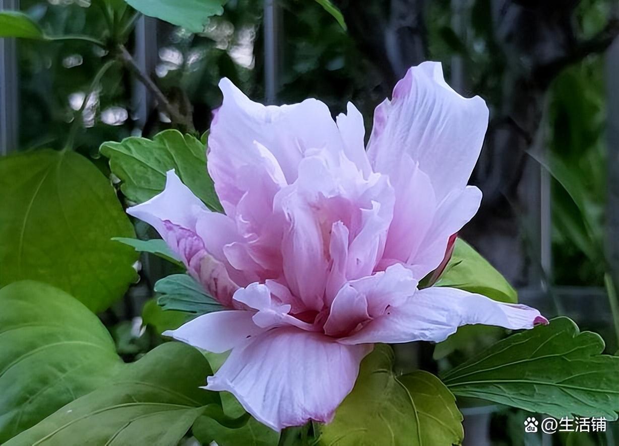 木槿花怎么养护（木槿花养殖和注意事项）