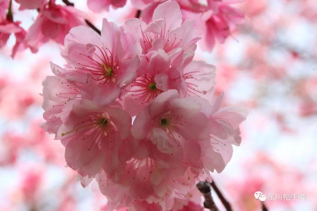 樱花花语是什么（樱花的寓意和象征）
