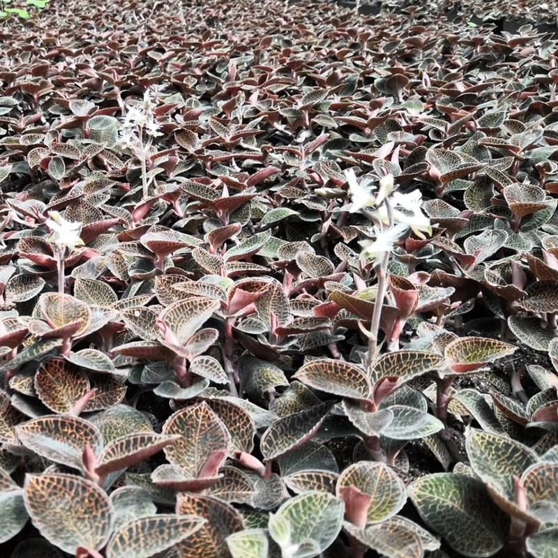 金线莲怎么种植（金线莲种植技术与栽培管理）