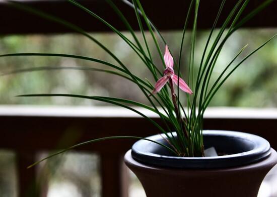 兰花草的花语是什么（兰花草的寓意和象征）