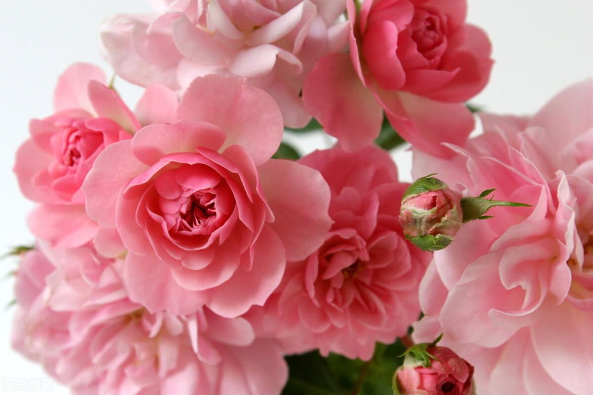 粉色玫瑰代表的含义是什么（了解粉色玫瑰的寓意及象征）