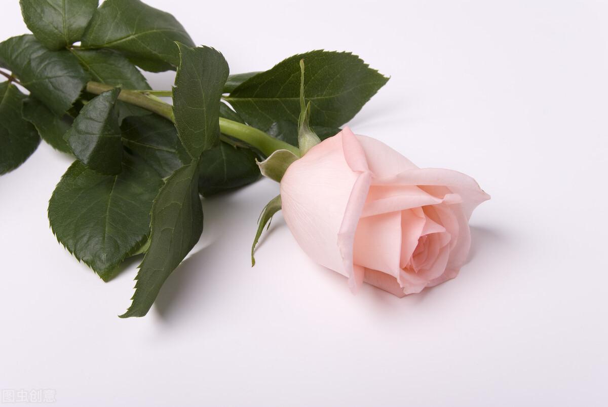 粉色玫瑰代表的含义是什么（了解粉色玫瑰的寓意及象征）