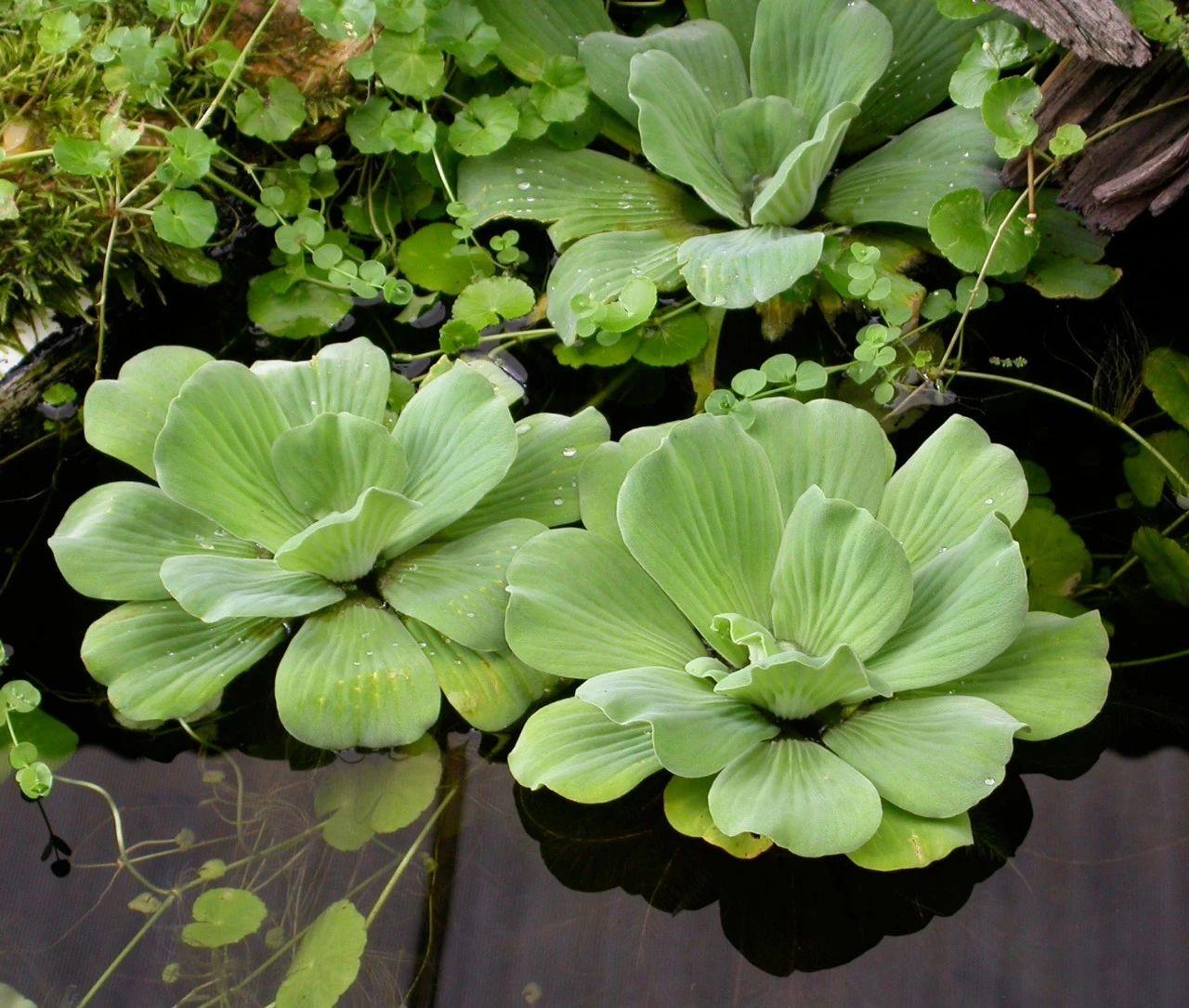 常见浮水植物有哪些（盘点六种好养的浮水植物）