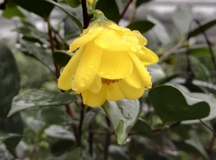 金花茶怎么种植（金花茶的种植和养护知识）