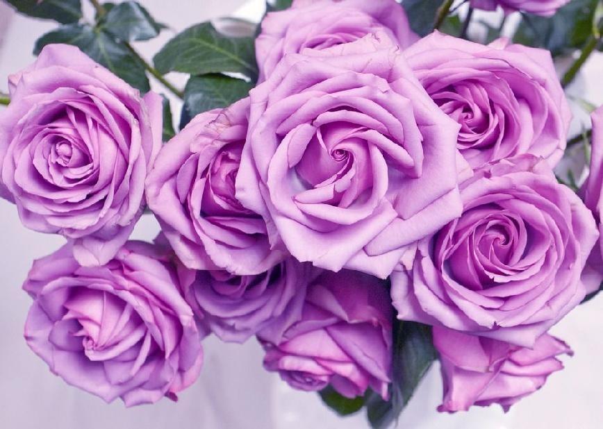 紫色玫瑰代表什么（紫玫瑰花的寓意和花语）