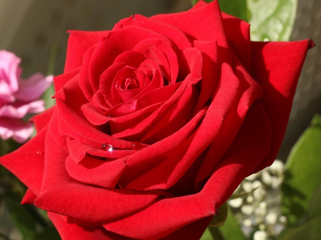 11朵红色玫瑰花的花语（不同朵数玫瑰花的寓意）