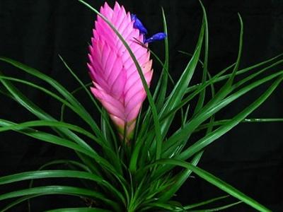 紫花凤梨花怎么养及繁殖方法（铁兰的养殖方法和注意事项）