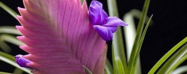 紫花凤梨花怎么养及繁殖方法（铁兰的养殖方法和注意事项）