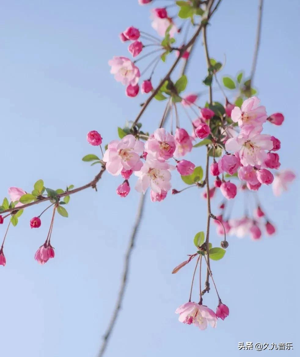 垂丝海棠的花语是什么（海棠花的寓意和象征意义）