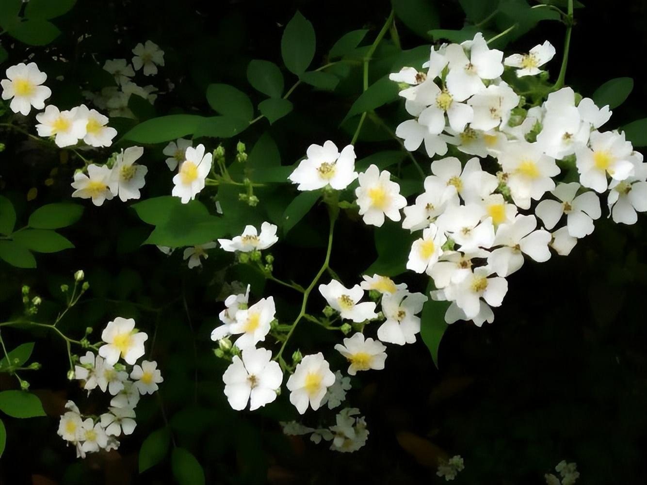 白色蔷薇花有什么寓意（关于白色蔷薇花的花语）