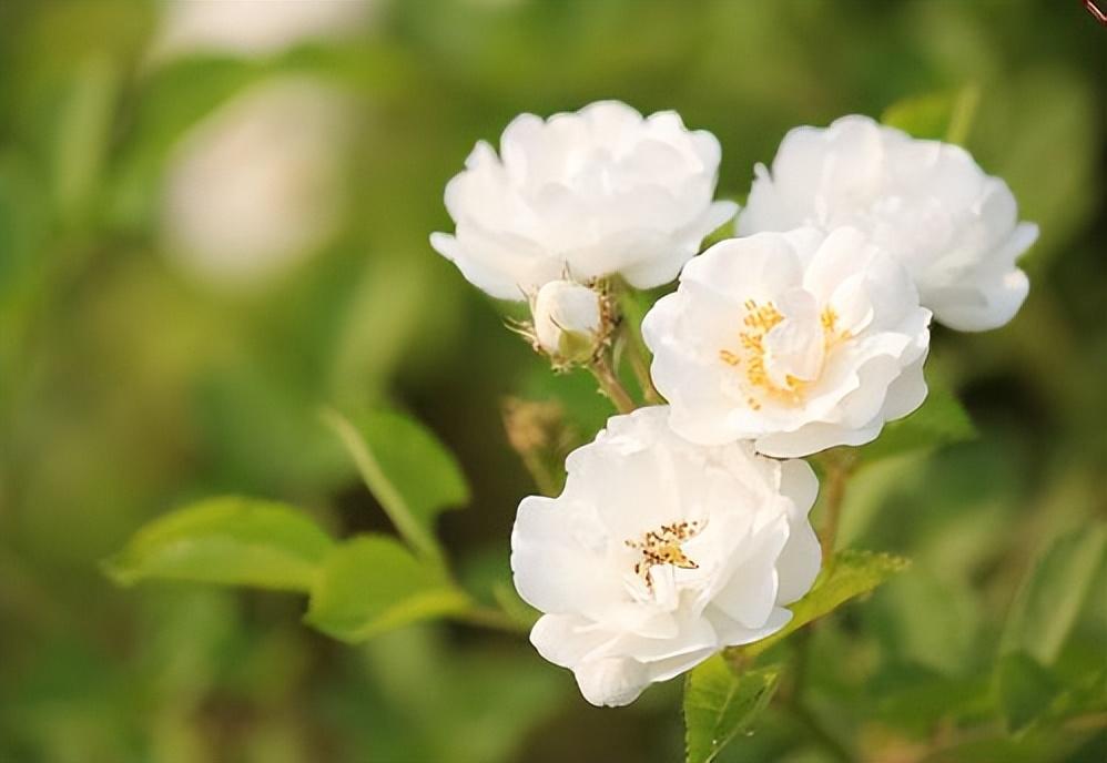 白色蔷薇花有什么寓意（关于白色蔷薇花的花语）