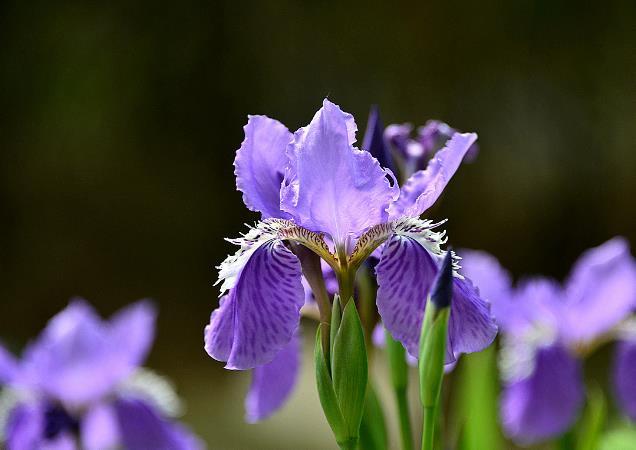 紫色鸢尾花寓意什么（紫色鸢尾花的隐藏花语）