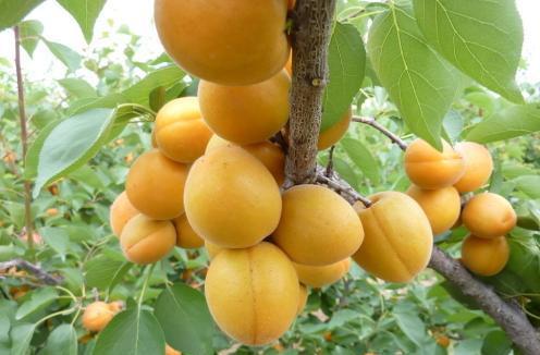 杏子树怎么种植（杏子树栽培技术要点）