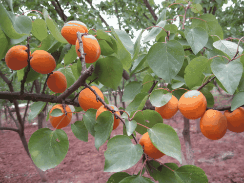 杏子树怎么种植（杏子树栽培技术要点）