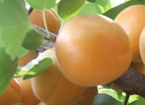 杏子树怎么种植（杏子树栽培技术要点）
