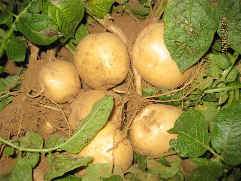 土豆一般是几月份种（土豆种植时间和方法）