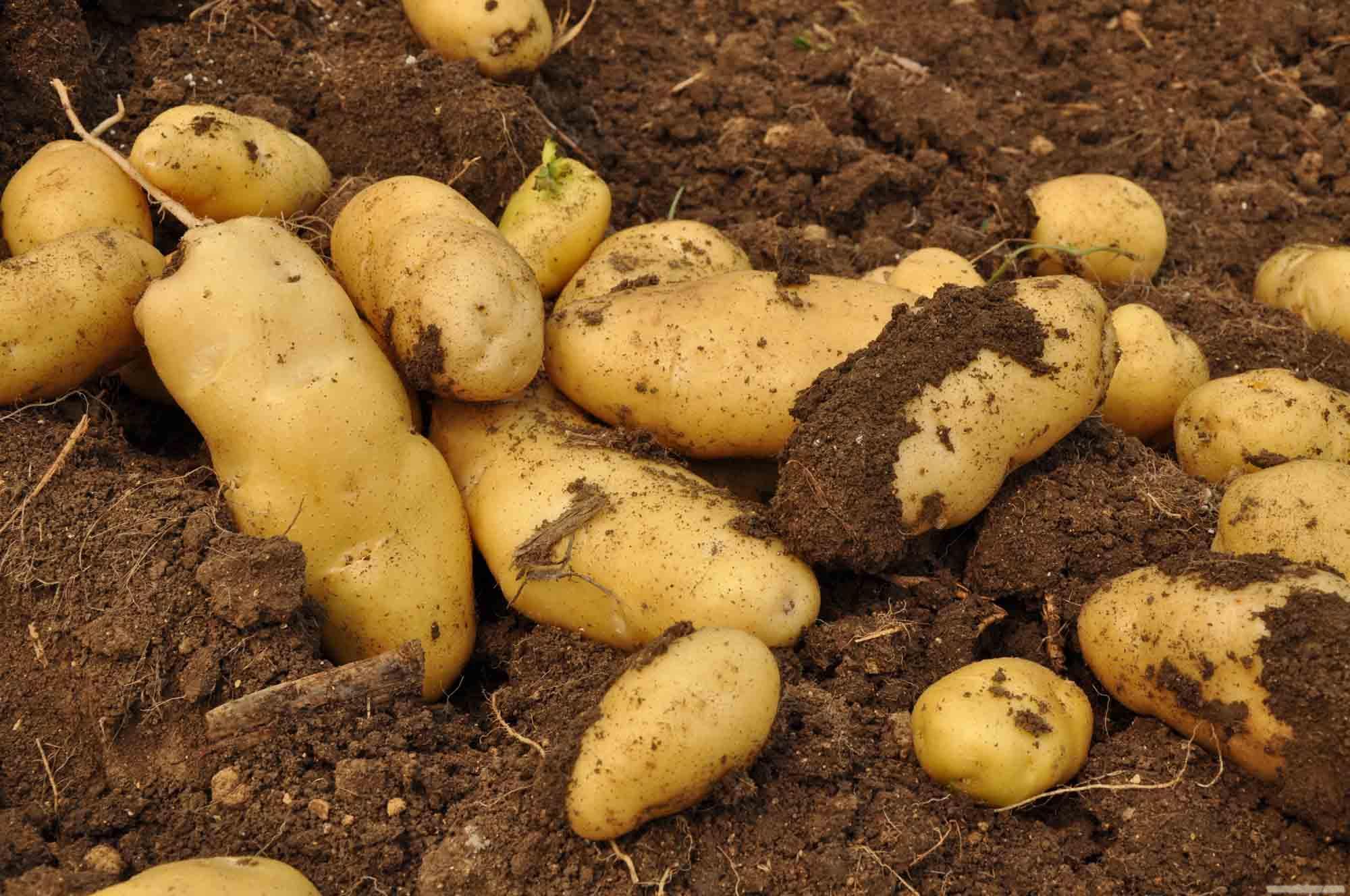 土豆一般是几月份种（土豆种植时间和方法）