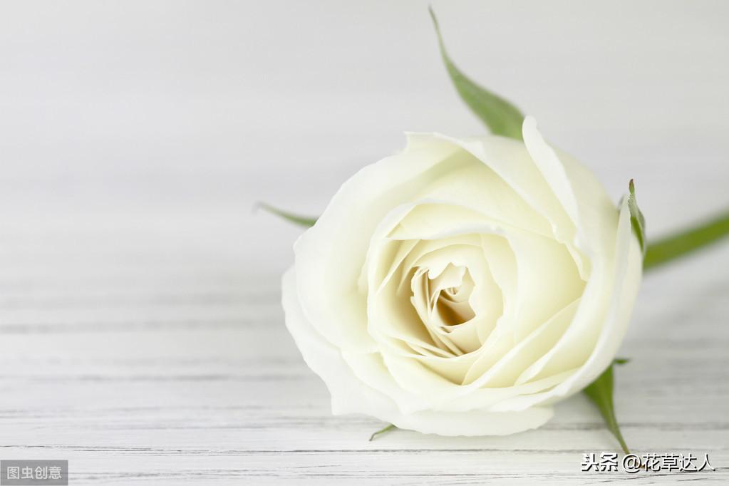白玫瑰花代表什么（白玫瑰的真正含义）