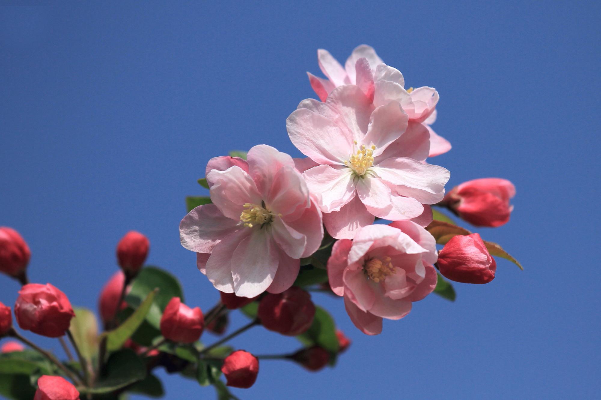 海棠花期一般在几月（关于海棠开放季节）