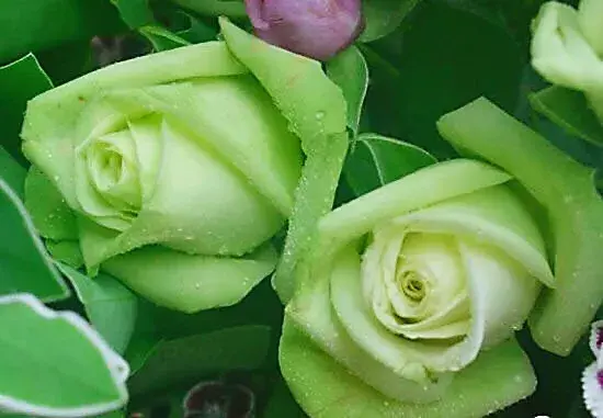 绿玫瑰花代表什么意思（绿玫瑰真正的花语）