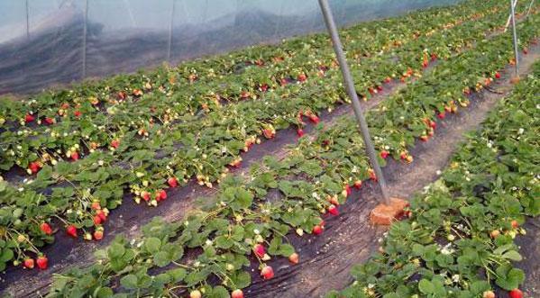 草莓适合几月份种植（草莓的种植方法和时间）