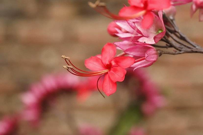 龙吐珠花怎么养（龙吐珠花养护小窍门）