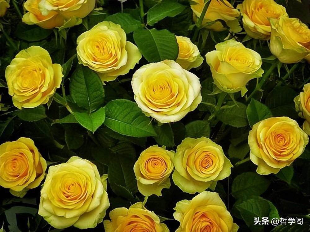 黄色玫瑰代表什么花语（黄玫瑰的寓意和象征意义）