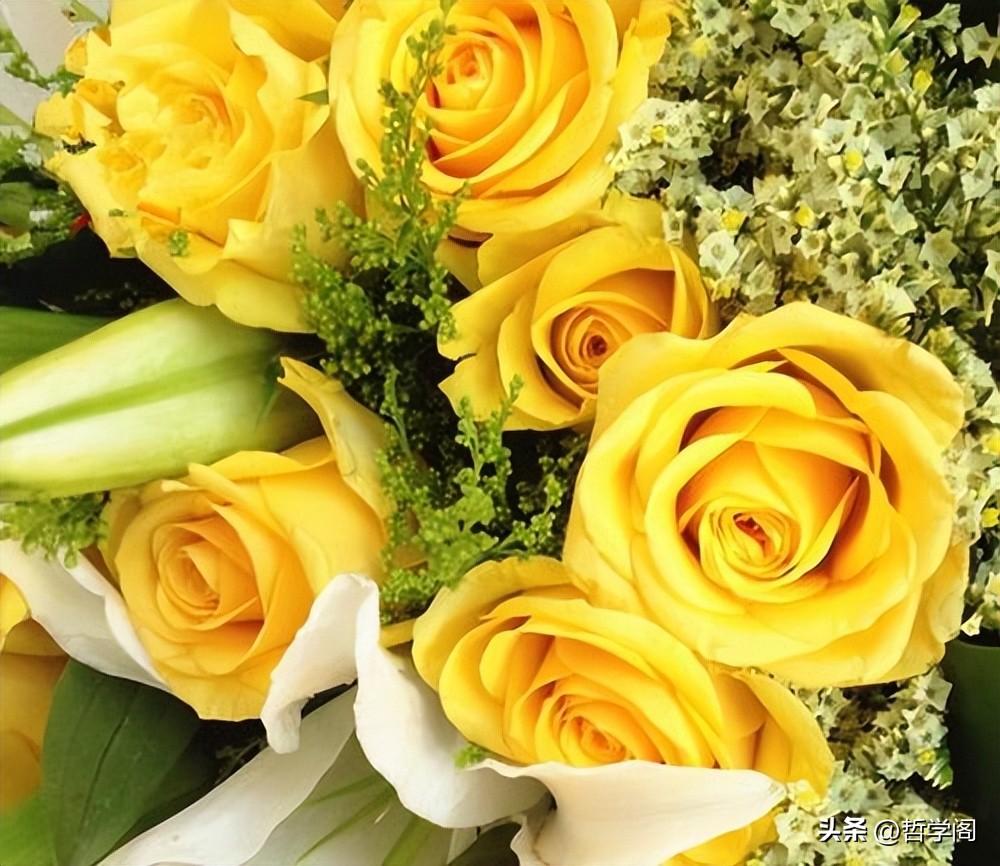 黄色玫瑰代表什么花语（黄玫瑰的寓意和象征意义）