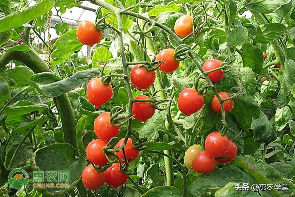 西红柿如何种植（西红柿的栽培技术要点）