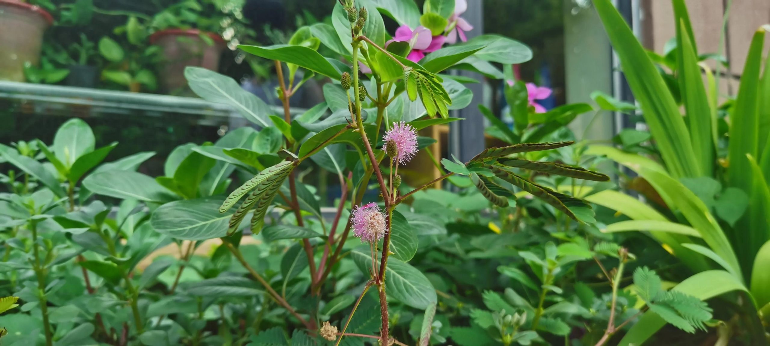 含羞草花语是什么（关于含羞草的象征意义）