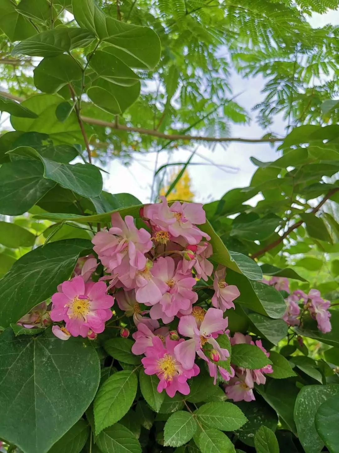 粉色的花有哪些（粉红色的花名称大全）