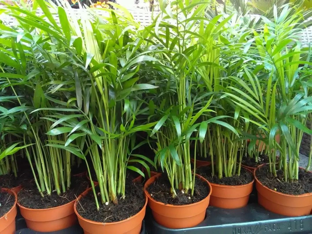 棕榈科植物有哪些（盘点五种常见棕榈科植物）