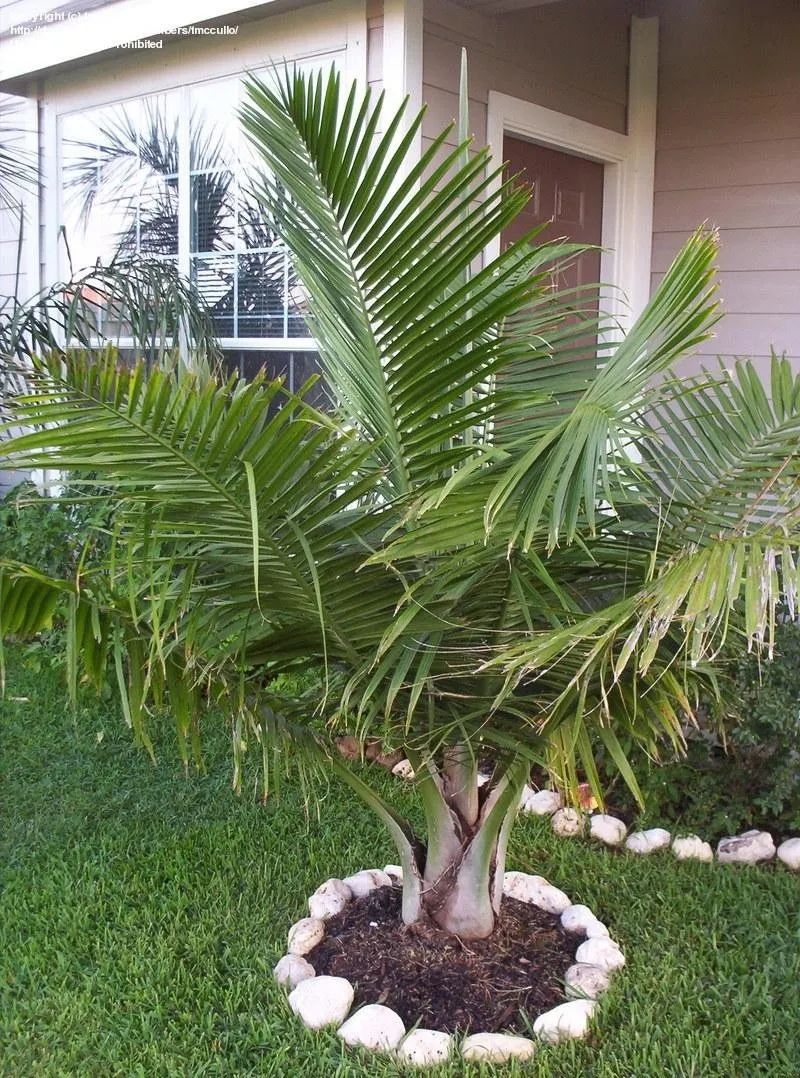 棕榈科植物有哪些（盘点五种常见棕榈科植物）