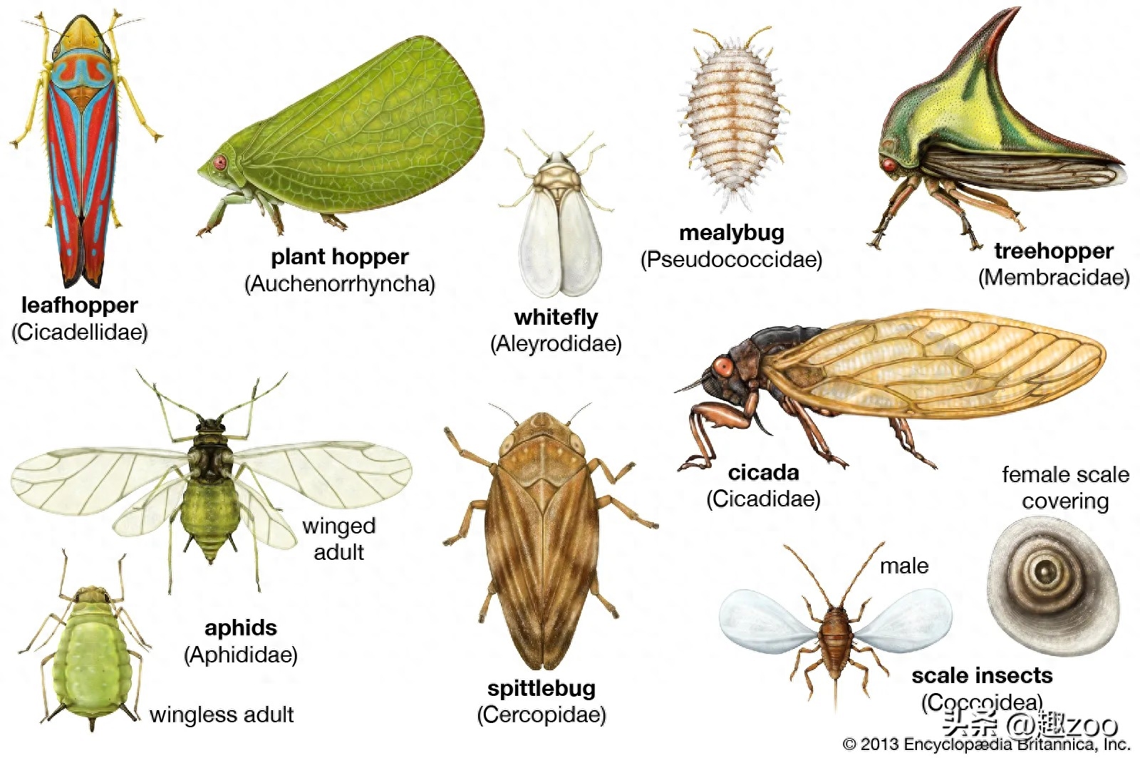 昆虫有哪些种类（关于昆虫的分类及特点）