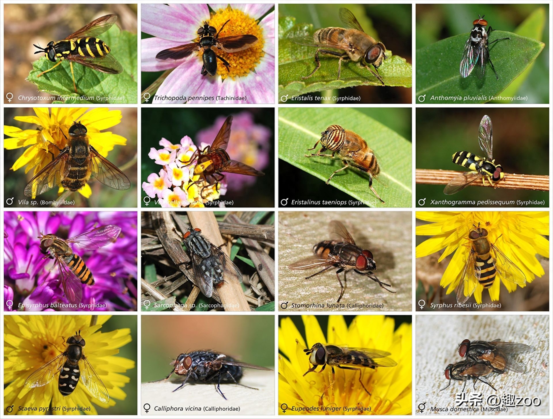 昆虫有哪些种类（关于昆虫的分类及特点）