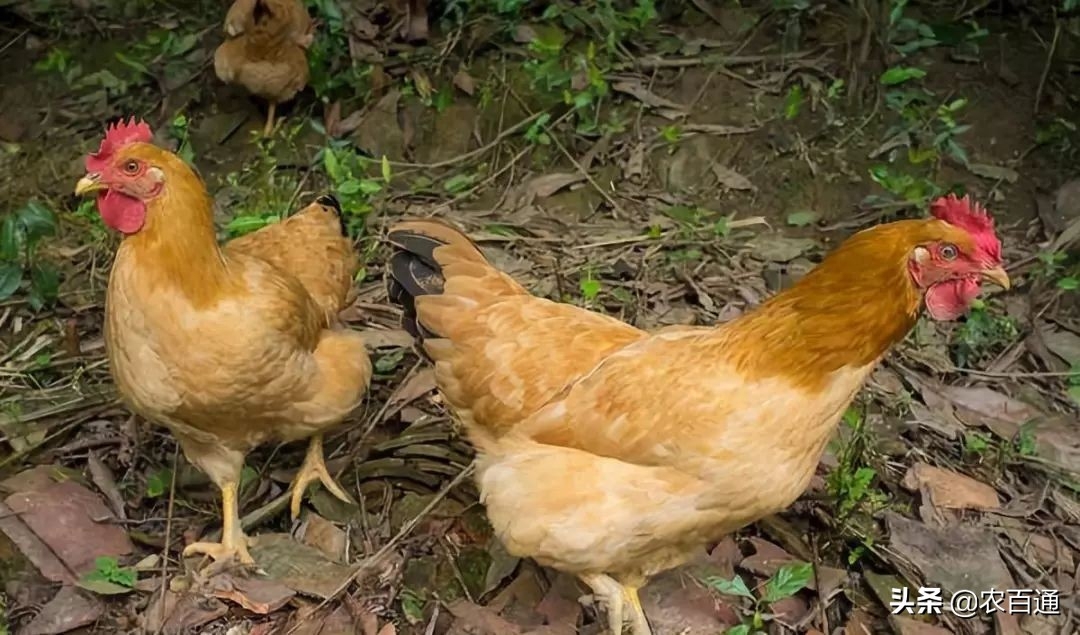 土鸡养殖方法有哪些（土鸡的养殖与管理技术）
