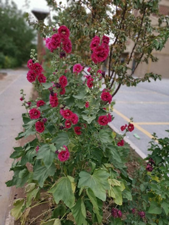 草本植物有哪些种类（草本植物的品种大全）