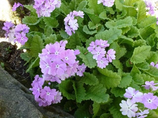 草本植物有哪些种类（草本植物的品种大全）