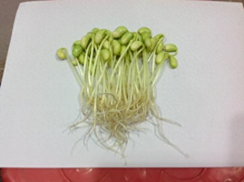 种绿豆的方法步骤水培（水培绿豆盆栽的养法）