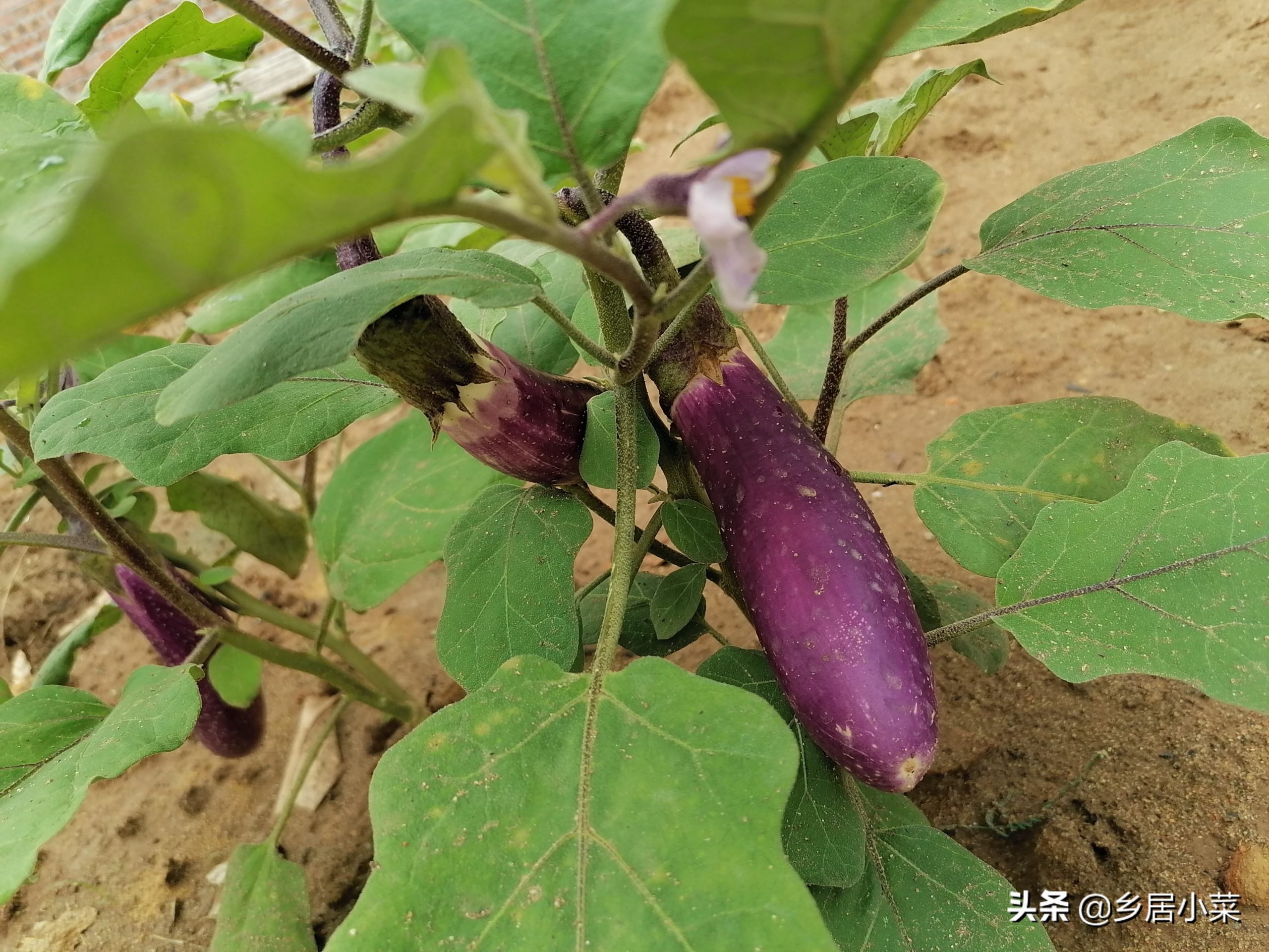 茄子用什么肥料比较好（最适合茄子的肥料）